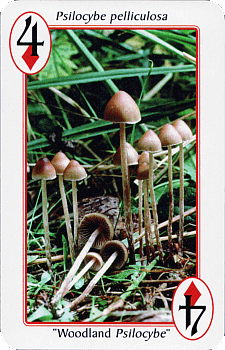 Spielkarte