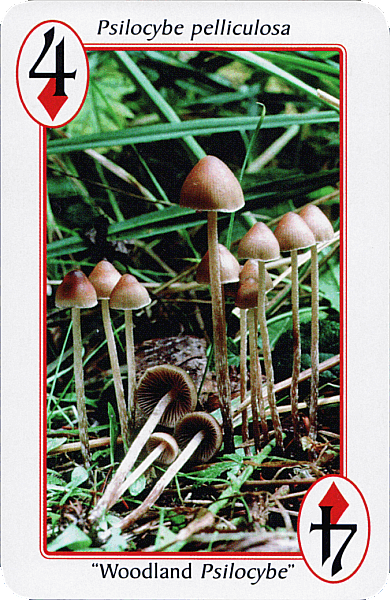 Spielkarte