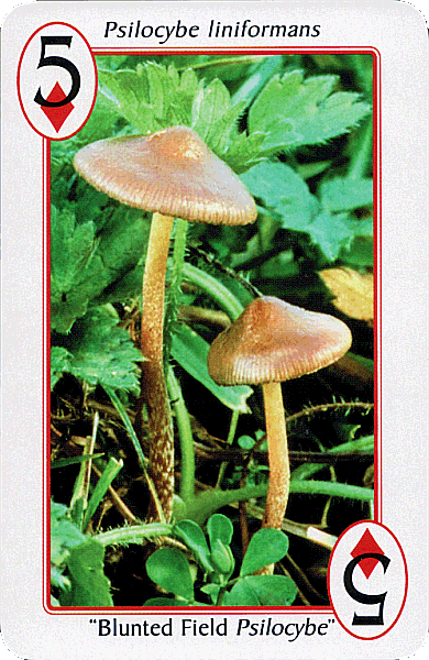 Spielkarte