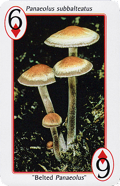 Spielkarte