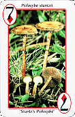Spielkarte