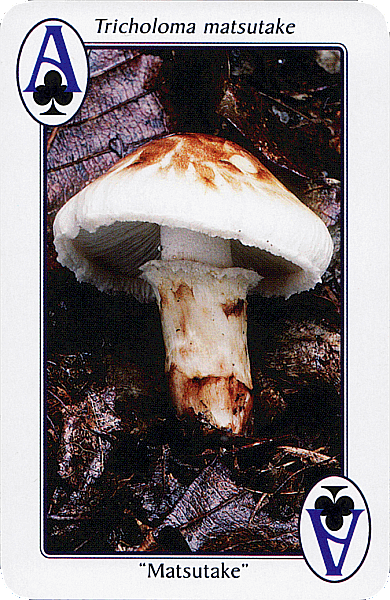 Spielkarte