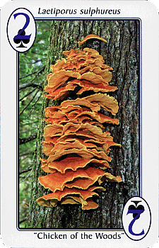 Spielkarte