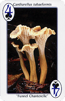 Spielkarte