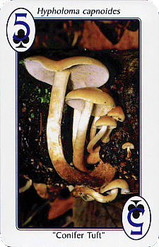 Spielkarte