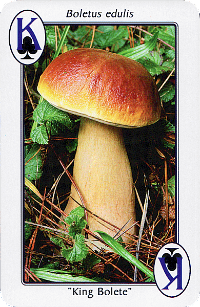 Spielkarte