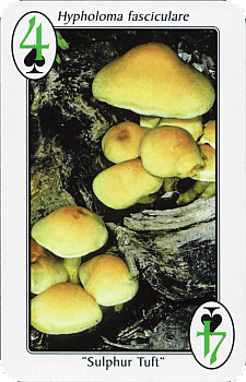 Spielkarte