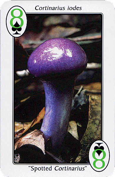 Spielkarte