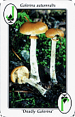 Spielkarte