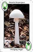 Spielkarte