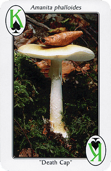 Spielkarte