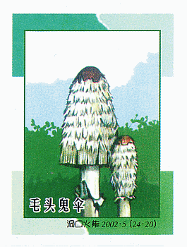 Z&uuml;ndholzetikett