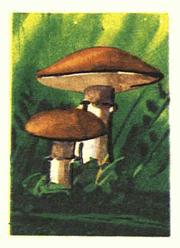 Z&uuml;ndholzetikett