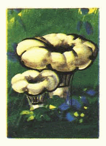 Z&uuml;ndholzetikett